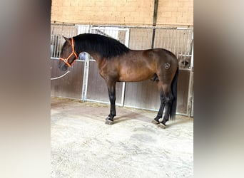 PRE Croisé, Étalon, 3 Ans, 160 cm, Bai cerise