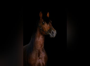 PRE Croisé, Étalon, 3 Ans, 160 cm, Bai clair