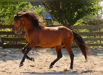 PRE Croisé, Étalon, 3 Ans, 160 cm, Bai clair