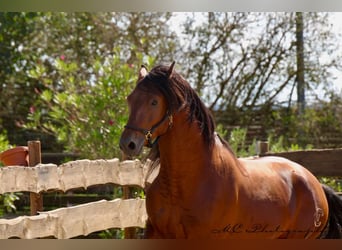 PRE Croisé, Étalon, 3 Ans, 160 cm, Bai clair