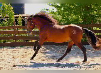 PRE Croisé, Étalon, 3 Ans, 160 cm, Bai clair
