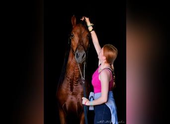 PRE Croisé, Étalon, 3 Ans, 160 cm, Bai clair