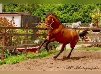 PRE Croisé, Étalon, 3 Ans, 160 cm, Bai clair