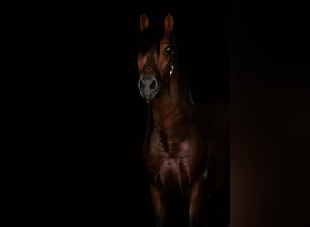 PRE Croisé, Étalon, 3 Ans, 160 cm, Bai clair