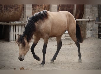 PRE Croisé, Étalon, 3 Ans, 160 cm, Buckskin