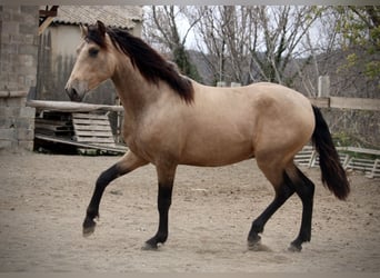 PRE Croisé, Étalon, 3 Ans, 160 cm, Buckskin