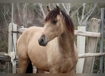 PRE Croisé, Étalon, 3 Ans, 160 cm, Buckskin