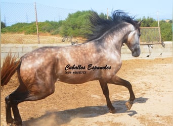 PRE Croisé, Étalon, 3 Ans, 160 cm, Gris (bai-dun)