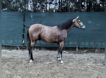 PRE Croisé, Étalon, 3 Ans, 160 cm, Gris