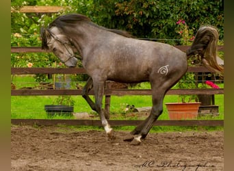 PRE, Étalon, 3 Ans, 160 cm, Gris