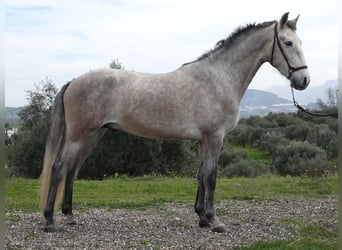 PRE Croisé, Étalon, 3 Ans, 160 cm, Gris
