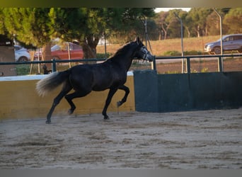 PRE Croisé, Étalon, 3 Ans, 160 cm, Gris pommelé