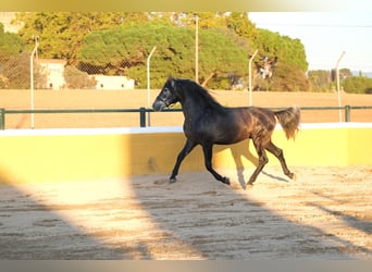 PRE Croisé, Étalon, 3 Ans, 160 cm, Gris pommelé