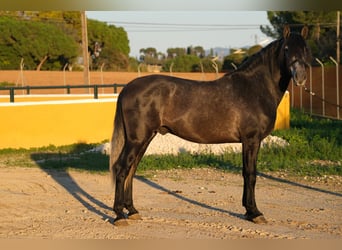 PRE Croisé, Étalon, 3 Ans, 160 cm, Gris pommelé