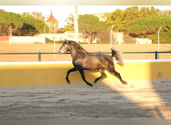 PRE Croisé, Étalon, 3 Ans, 160 cm, Gris pommelé