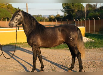 PRE Croisé, Étalon, 3 Ans, 160 cm, Gris pommelé