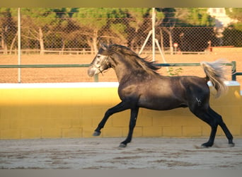 PRE Croisé, Étalon, 3 Ans, 160 cm, Gris pommelé