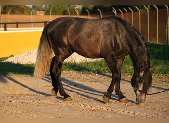 PRE Croisé, Étalon, 3 Ans, 160 cm, Gris pommelé