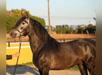 PRE Croisé, Étalon, 3 Ans, 160 cm, Gris pommelé