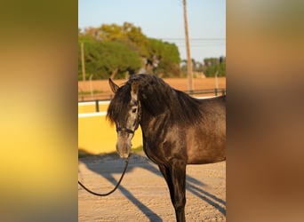 PRE Croisé, Étalon, 3 Ans, 160 cm, Gris pommelé