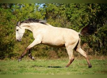 PRE, Étalon, 3 Ans, 160 cm, Isabelle