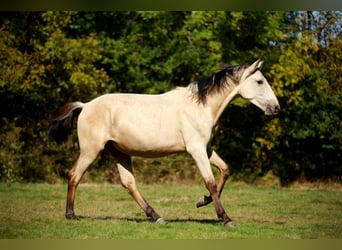 PRE, Étalon, 3 Ans, 160 cm, Isabelle