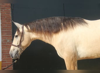 PRE Croisé, Étalon, 3 Ans, 160 cm, Isabelle