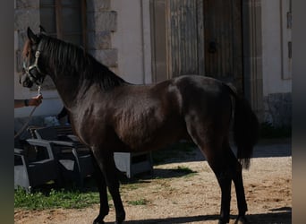 PRE Croisé, Étalon, 3 Ans, 160 cm, Noir