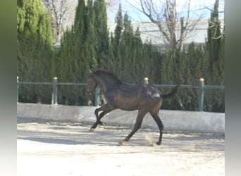 PRE Croisé, Étalon, 3 Ans, 160 cm, Noir