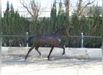 PRE Croisé, Étalon, 3 Ans, 160 cm, Noir