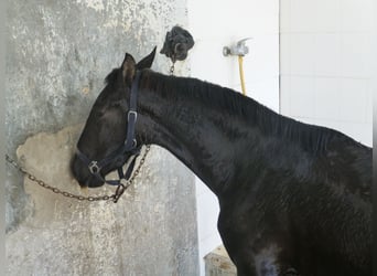 PRE Croisé, Étalon, 3 Ans, 160 cm, Noir