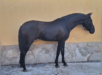 PRE Croisé, Étalon, 3 Ans, 160 cm, Noir