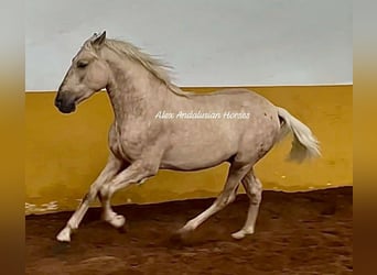 PRE Croisé, Étalon, 3 Ans, 160 cm, Palomino