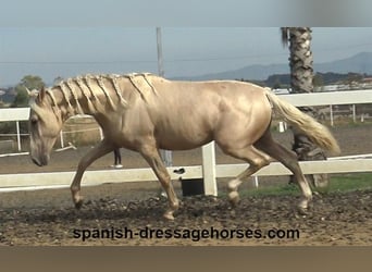 PRE, Étalon, 3 Ans, 160 cm, Palomino