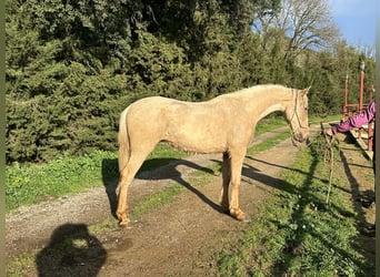 PRE Croisé, Étalon, 3 Ans, 160 cm, Palomino