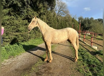 PRE Croisé, Étalon, 3 Ans, 160 cm, Palomino