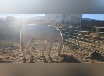 PRE Croisé, Étalon, 3 Ans, 160 cm, Perlino