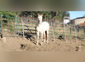 PRE Croisé, Étalon, 3 Ans, 160 cm, Perlino