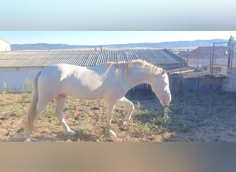 PRE Croisé, Étalon, 3 Ans, 160 cm, Perlino