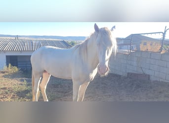 PRE Croisé, Étalon, 3 Ans, 160 cm, Perlino