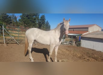 PRE Croisé, Étalon, 3 Ans, 160 cm, Perlino