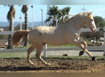 PRE Croisé, Étalon, 3 Ans, 160 cm, Perlino