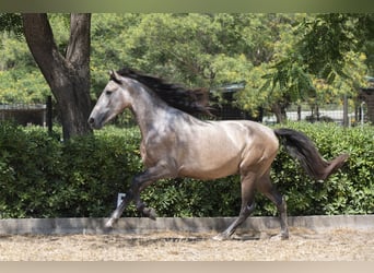 PRE Croisé, Étalon, 3 Ans, 161 cm, Gris
