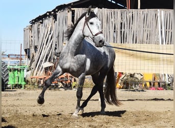 PRE, Étalon, 3 Ans, 161 cm, Gris
