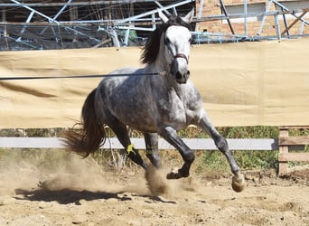 PRE, Étalon, 3 Ans, 161 cm, Gris