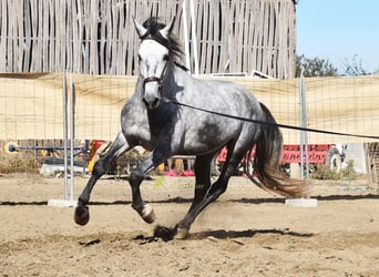 PRE, Étalon, 3 Ans, 161 cm, Gris