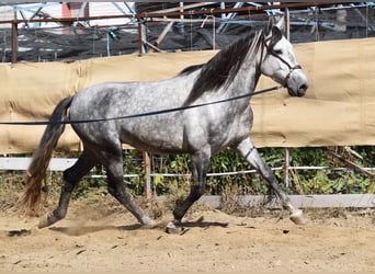 PRE, Étalon, 3 Ans, 161 cm, Gris