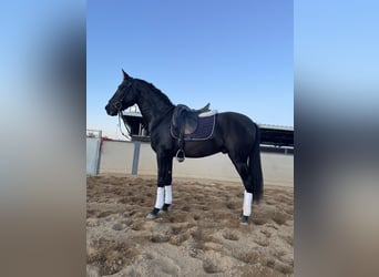 PRE Croisé, Étalon, 3 Ans, 161 cm, Noir