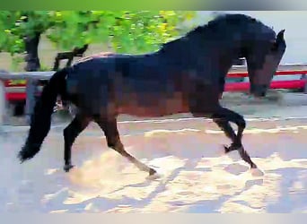 PRE Croisé, Étalon, 3 Ans, 161 cm, Noir