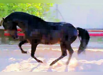 PRE Croisé, Étalon, 3 Ans, 161 cm, Noir